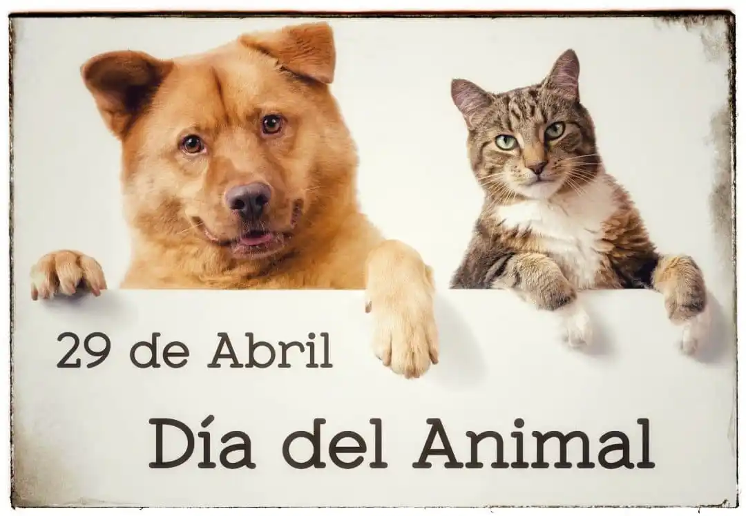 Ellos son el corazon de cada hogar: feliz dia del animal.