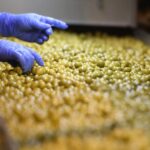 ir a la búsqueda de nuevos mercados Aceituna de mesa en San Juan,