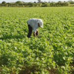 San Juan lanzó nuevas líneas de crédito para productores agrícolas