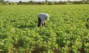 San Juan lanzó nuevas líneas de crédito para productores agrícolas
