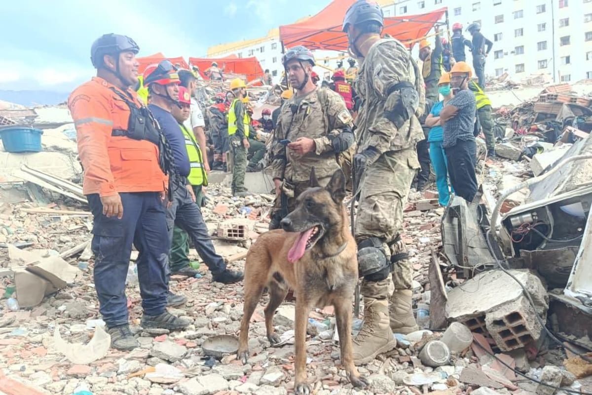 Bart, el perro rescatista argentino que salvó a dos niños tras los terremotos en Venezuela
