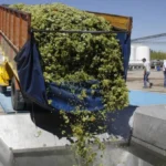 Fecovita y productores llegaron a un acuerdo: intervino el Gobierno provincial para definir el precio de la uva