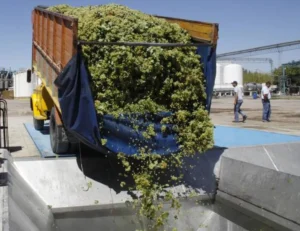 Fecovita y productores llegaron a un acuerdo: intervino el Gobierno provincial para definir el precio de la uva