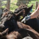 San Juan impulsa el desarrollo de la producción bovina, caprina, ovina y porcina
