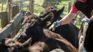 San Juan impulsa el desarrollo de la producción bovina, caprina, ovina y porcina