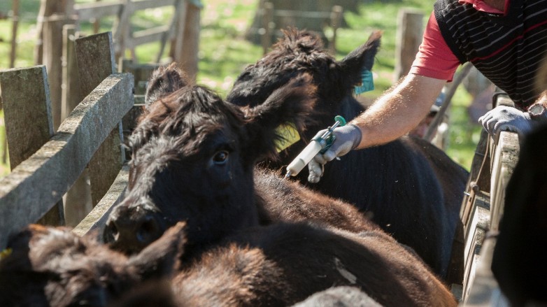 San Juan impulsa el desarrollo de la producción bovina, caprina, ovina y porcina