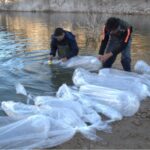 Se fortalece el ecosistema acuático con la siembra de 600 reproductores de pejerrey en Punta Negra