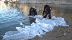 Se fortalece el ecosistema acuático con la siembra de 600 reproductores de pejerrey en Punta Negra