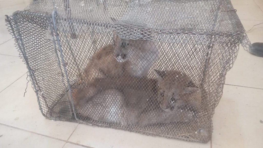 Rescataron a dos cachorros de puma que permanecían en cautiverio en Sarmiento