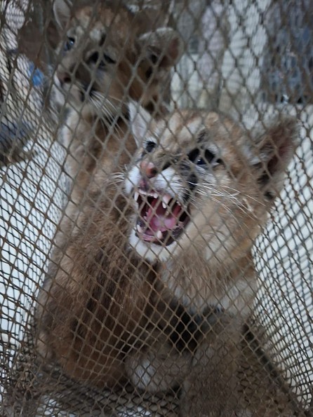 Rescataron a dos cachorros de puma que permanecían en cautiverio en Sarmiento