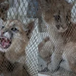 Rescataron a dos cachorros de puma que permanecían en cautiverio en Sarmiento