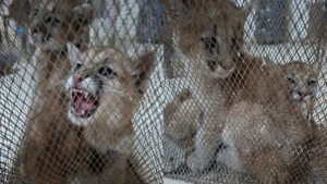 Rescataron a dos cachorros de puma que permanecían en cautiverio en Sarmiento