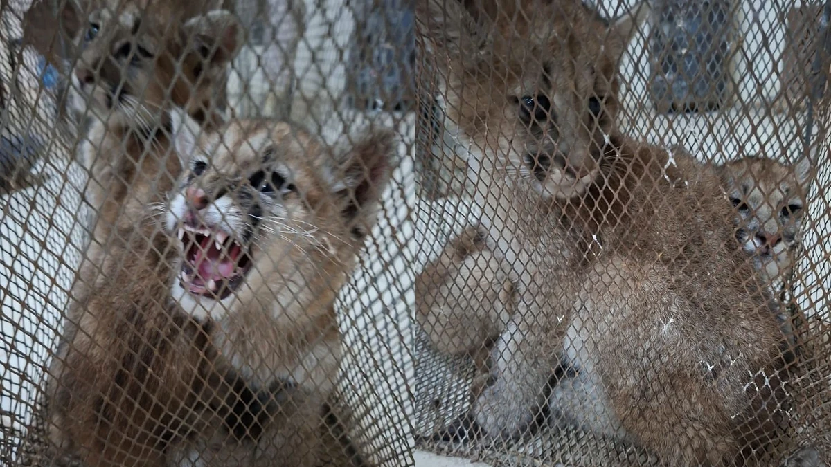 Rescataron a dos cachorros de puma que permanecían en cautiverio en Sarmiento